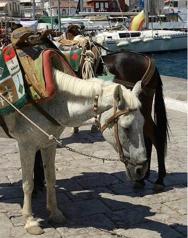 The port side of the donkey