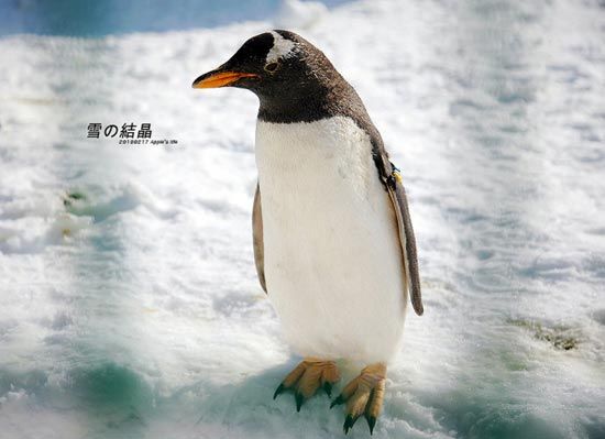 鸟巢冰雪嘉年华里的极地动物 鸟巢冰雪嘉年华里的极地动物