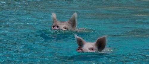 畅游加勒比海 与酷爱游泳的野猪嬉戏