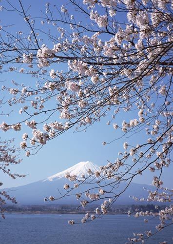 Mount Fuji and cherry blossoms