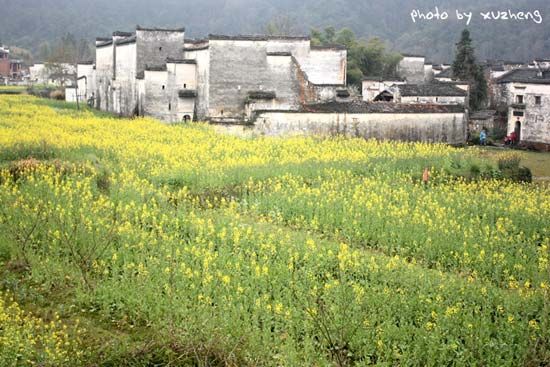 婺源田野的油菜花海