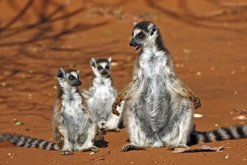 The lemur is prehistoric surviving animal