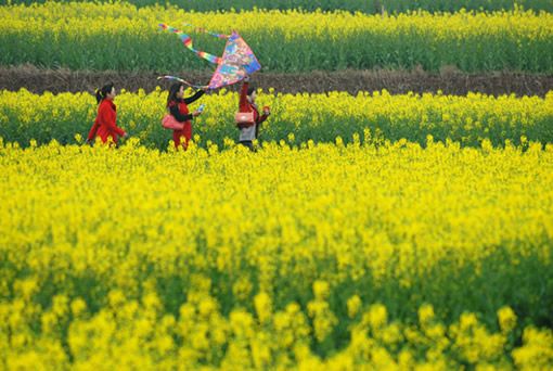 田间放飞风筝 摄影：魏尧