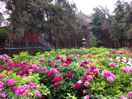 白马寺内的花卉