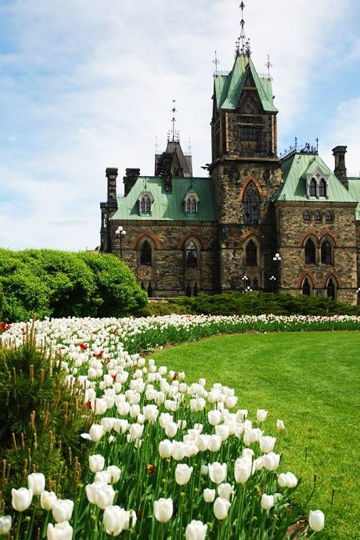 Ottawa beautiful castle and tulip Sina blogger Mei Ruochen / photograph