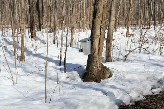 Collection of maple syrup small drum, with almost every tree.