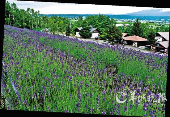 Located in the Furano area farm Tomita lavender, in order to attract four-party guests