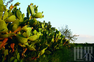 Most of Italy's Vegetable & fruit from Apulia.