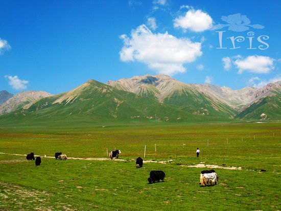 新浪旅游配圖：祁連山 攝影：鳶尾