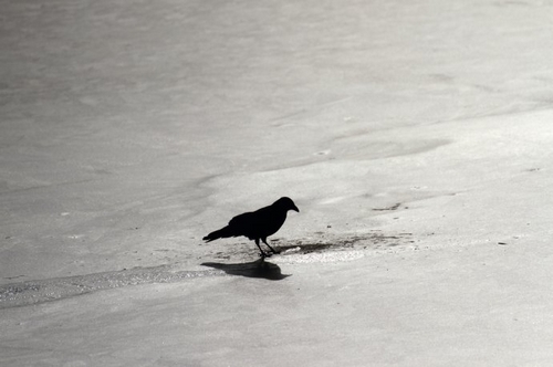 冰面上的那只乌鸦
