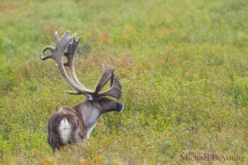 Reindeer