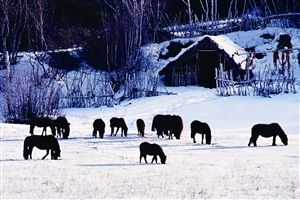 Winter fairy tale Kazue No old / Photography reversal film