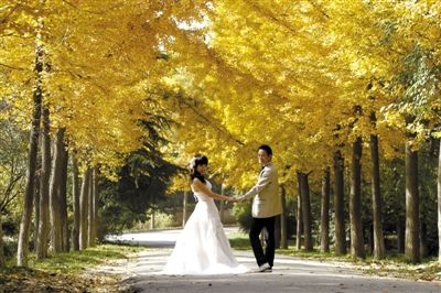 秋季的银杏景观大道，常常被用来拍摄婚纱照。图/CFP