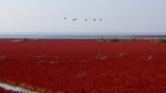 The Red Sea