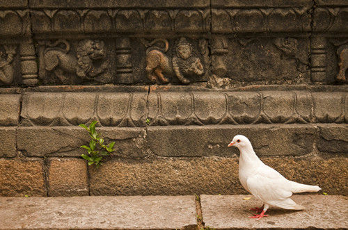 The corner of the pigeon 