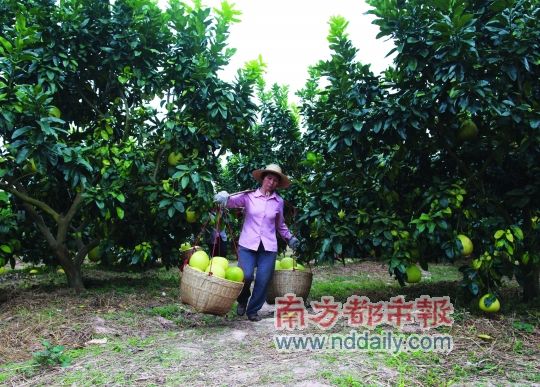 The workers picking grapefruit in Yanming Lake grapefruit fragrance garden
