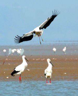 The world's largest wintering crane