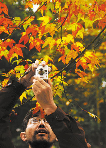 Shimen national Forest Park red maple leaf, to add a little warmth in winter (the Yangcheng Evening News reporter Hou Shuwang perturbation)