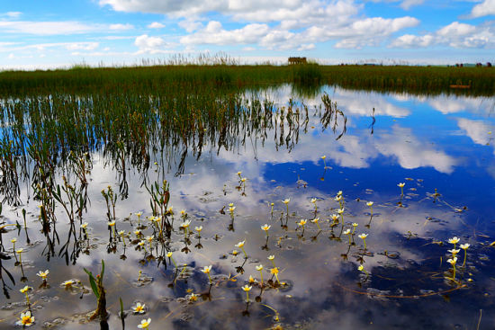 Wetland landscape