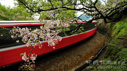 Train fast, crossed the Ali Mountain, through the cherry trees (Zhang Xiuhuang photo)