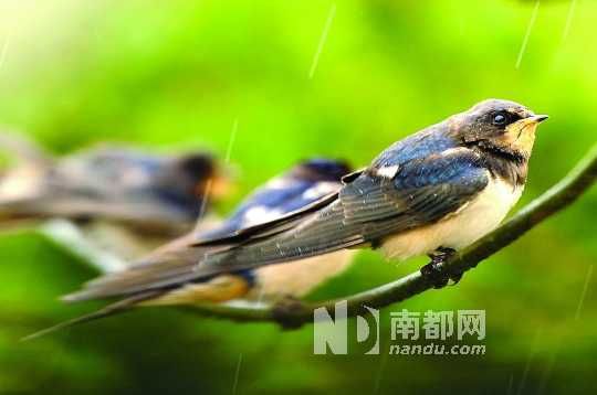  The bird is enjoying the spring rain. C FP for map