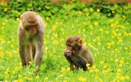 萌宠总动员 活泼可爱的猴子们