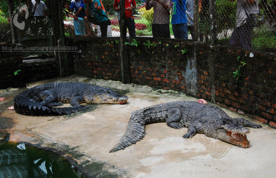 马来西亚惊险有趣的鳄鱼表演(图)(2)