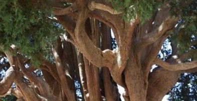 世界上最古老的树约蒙苏吉