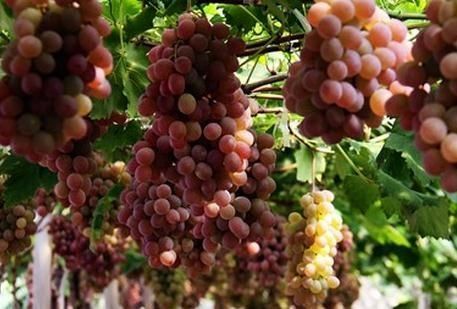 葡萄成熟时 盘点浙江省内采摘地(2)