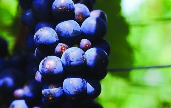 葡萄成熟时 盘点浙江省内采摘地(5)