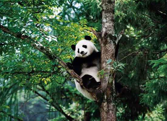 跟国宝玩个够 成都大熊猫基地休闲快乐游
