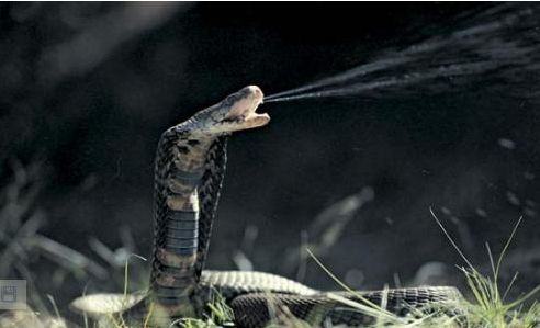 世界10种最毒动物之蝎子