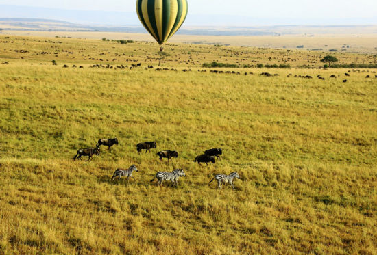 跟随摄影师去看东非动物大迁徙
