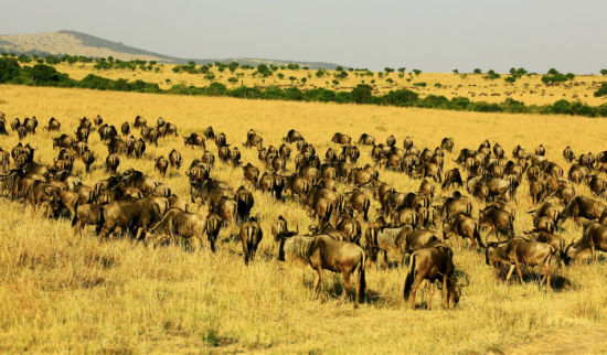跟随摄影师去看东非动物大迁徙