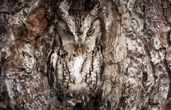 "National Geographic" 2013 Photography Awards (Photos)