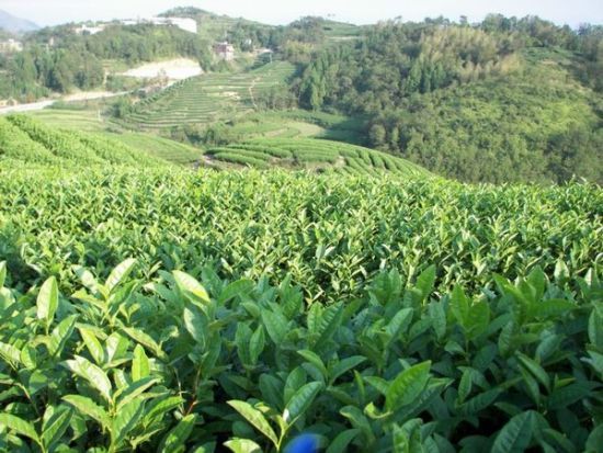 峨山高香万亩生态茶文化园