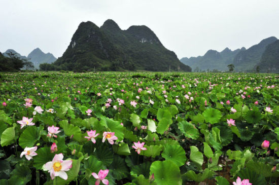 好一片美丽的荷花池 图/光追影子 新浪博客