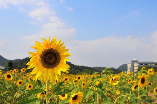 九月 杭州这些地方的向日葵开得最欢