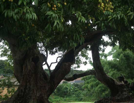 细游灵山大芦村 古风萦绕令人醉