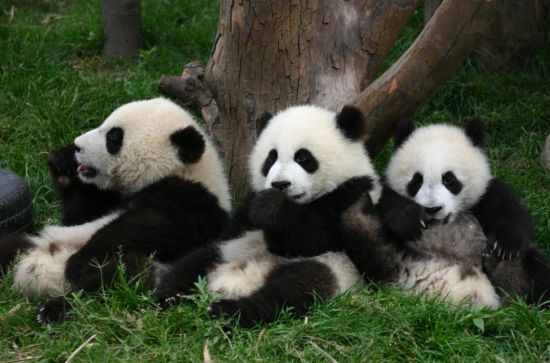 旅游在成都--成都大熊猫繁育研究基地