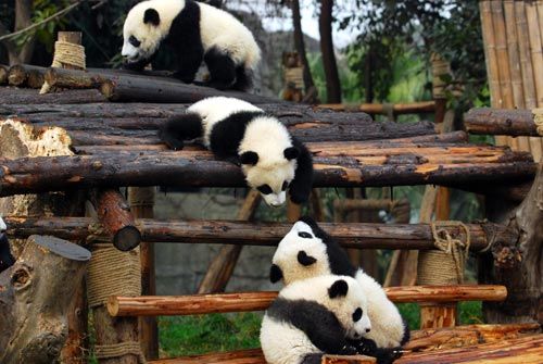 成都大熊猫基地快乐游 跟国宝玩个够