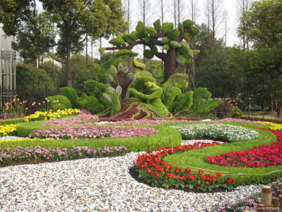 上海植物园:菊桂共赏