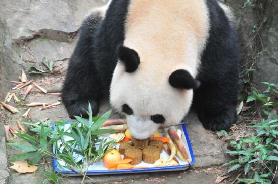 杭州动物园熊猫蜀云今回成都 享贵宾待遇