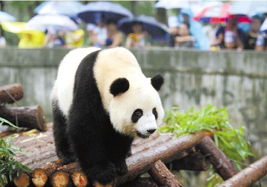 杭州动物园熊猫蜀云今回成都 享贵宾待遇(2)