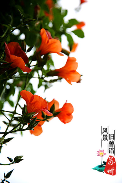 组图:苏州拙政园 风景旧曾谙(2)