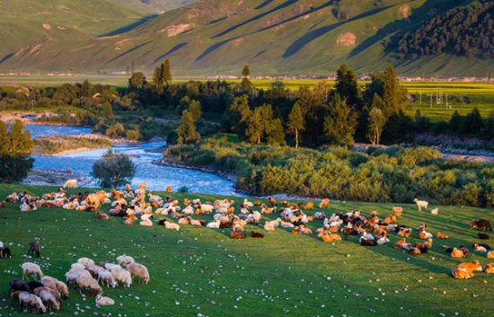 风吹草低牛羊肥美 去新疆天山感受中国之大