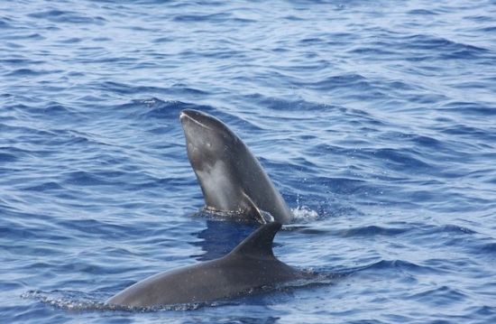 盘点罕见鲸类 伪虎鲸是一种大型齿鲸_新浪旅游_新浪网