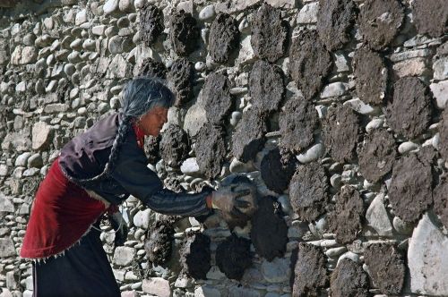 藏民人人都爱牛粪 牛粪比金子金贵