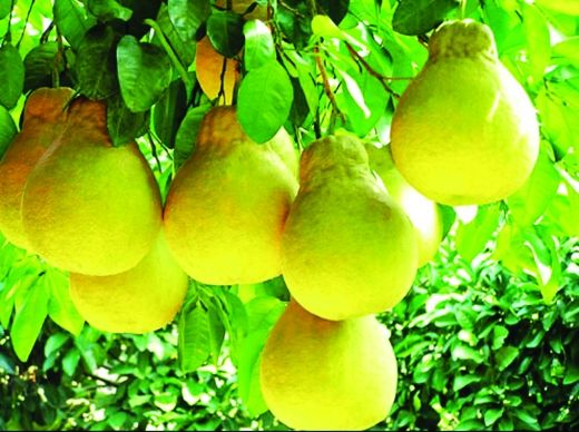 重庆秋日尝鲜之旅 秋收了摘果子去