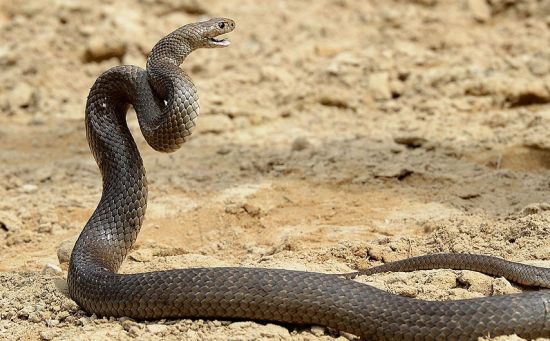 正文   澳大利亚内陆太攀蛇的毒液能杀死100个人.
